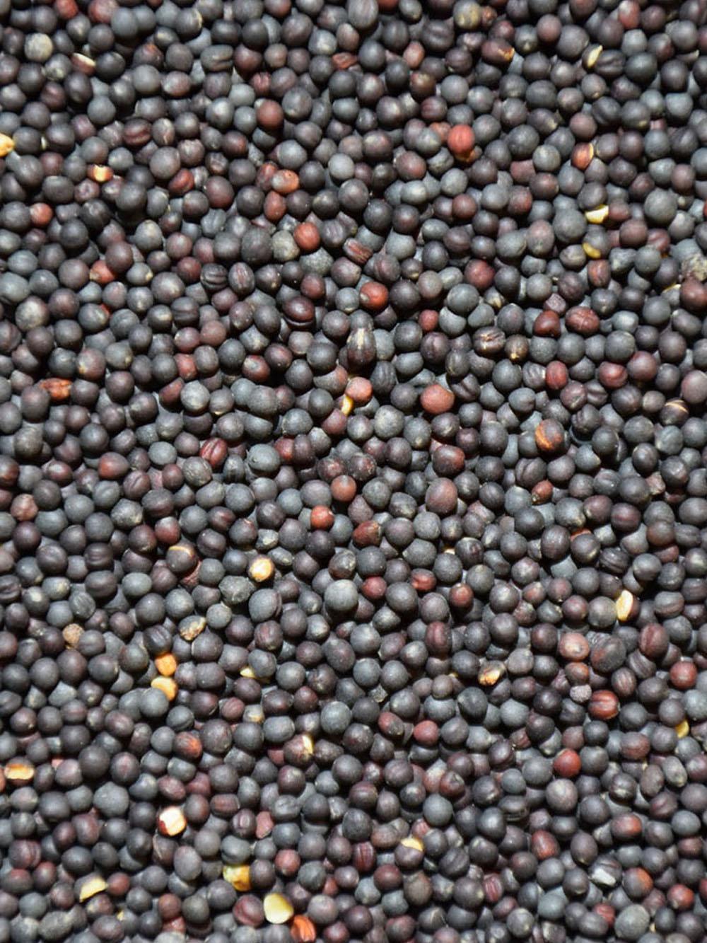 Dwarf Essex Rapeseed